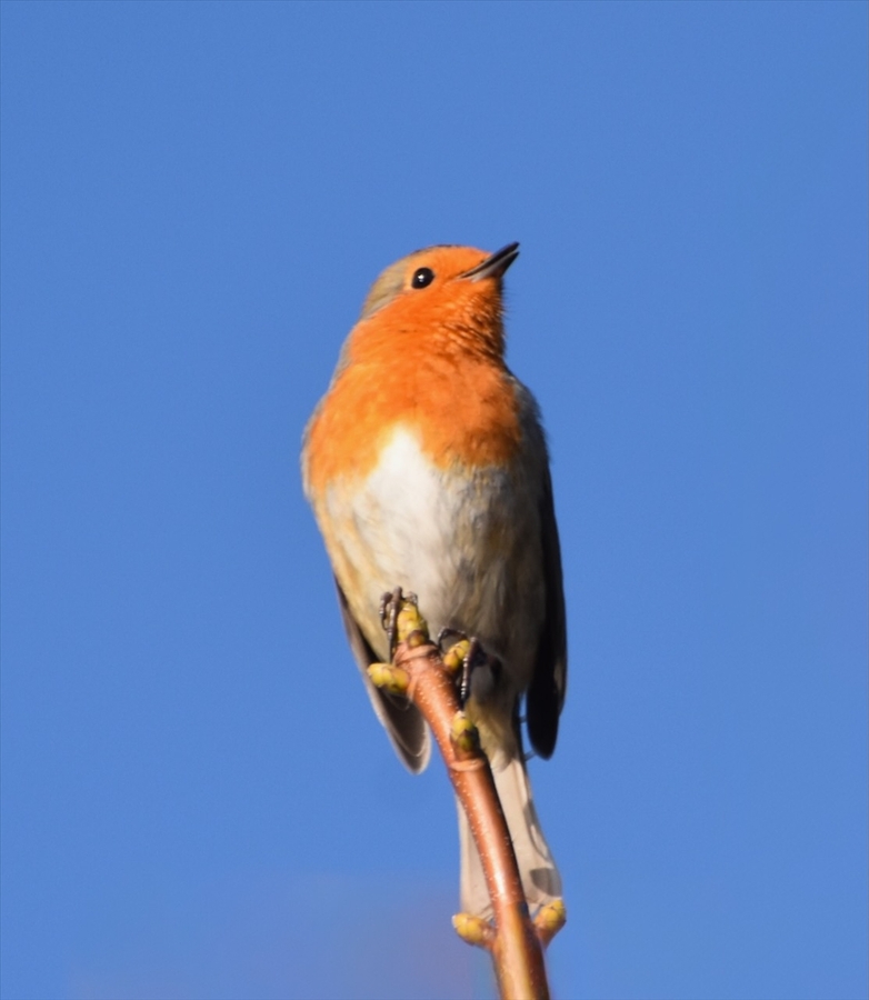 Proud Robin - Jeff Cunningham